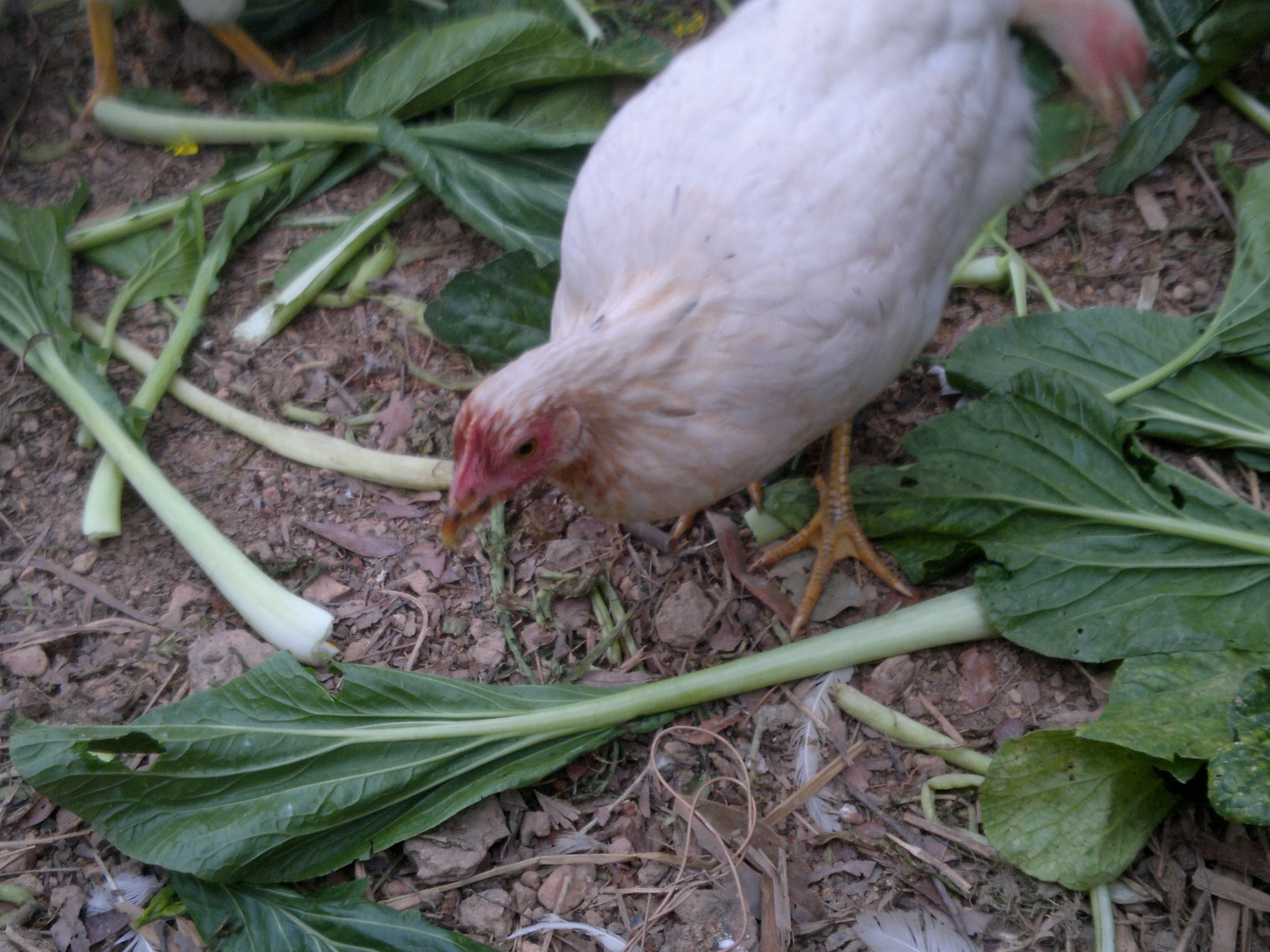 20130126462.jpg