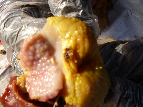P1000016_.jpg