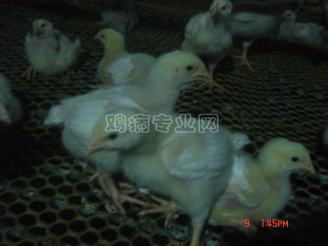 DSC00733.JPG
