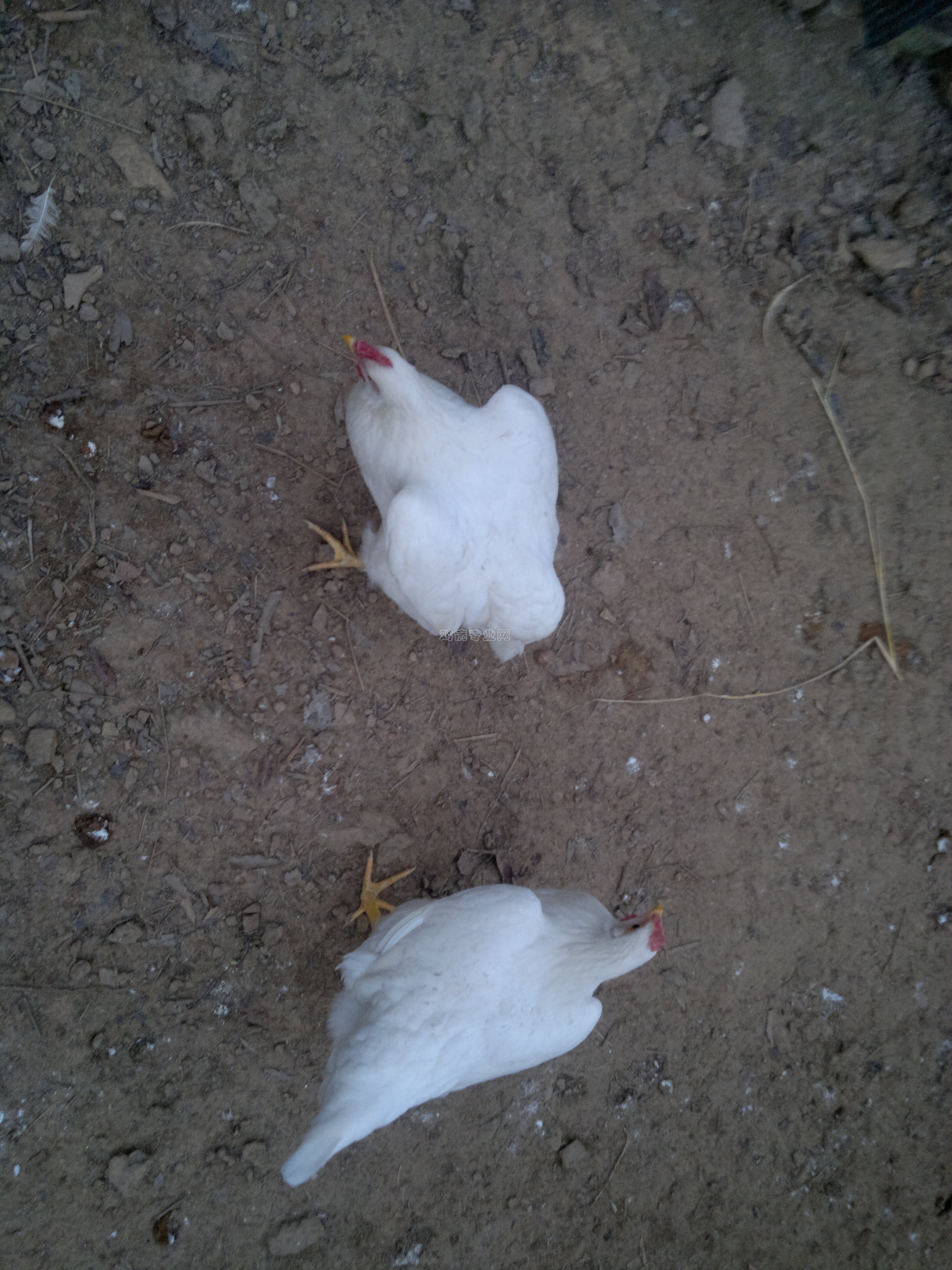 20130305565.jpg