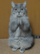 .gif
