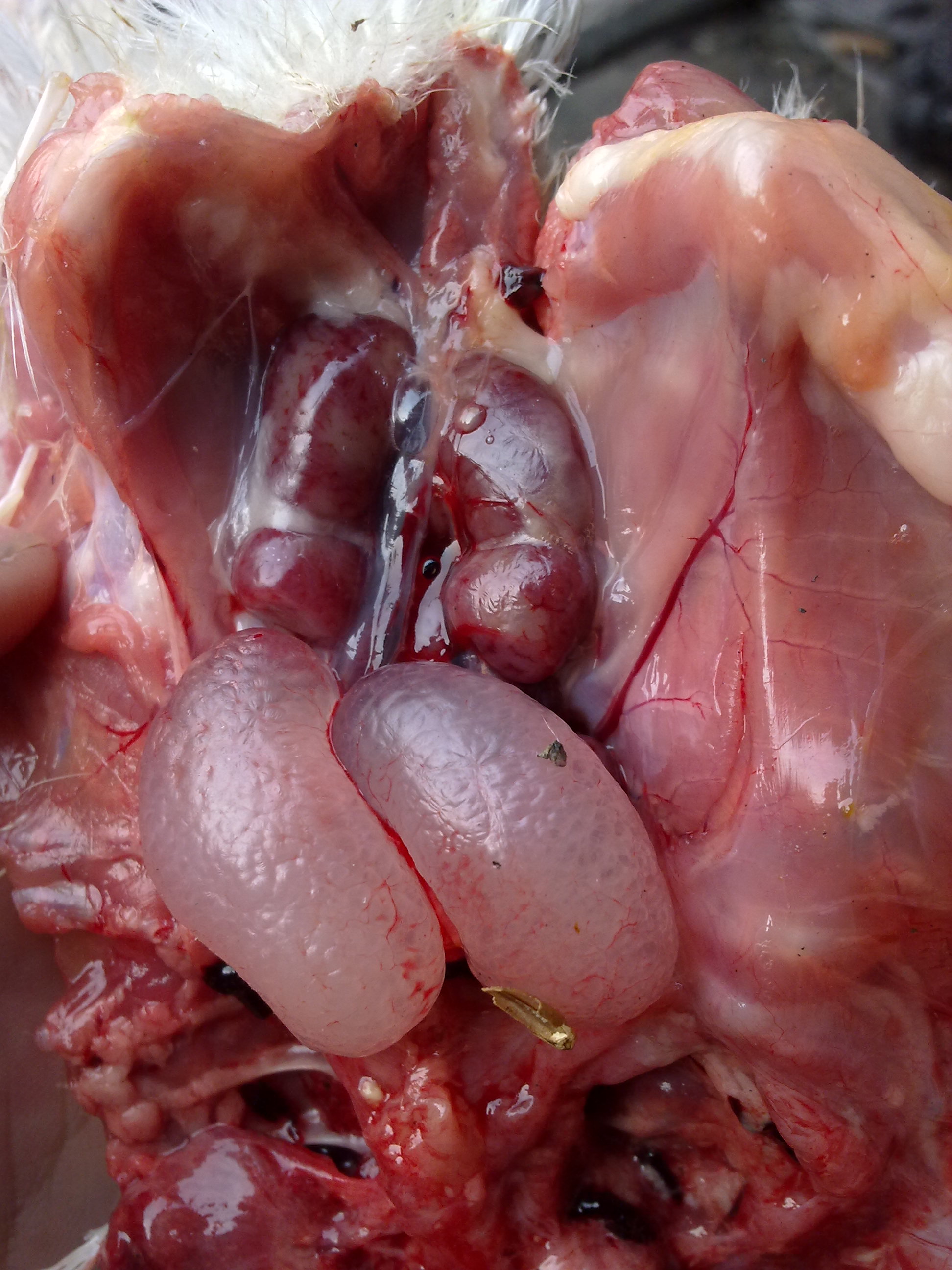 大肉食公鸡的睾丸和肾脏