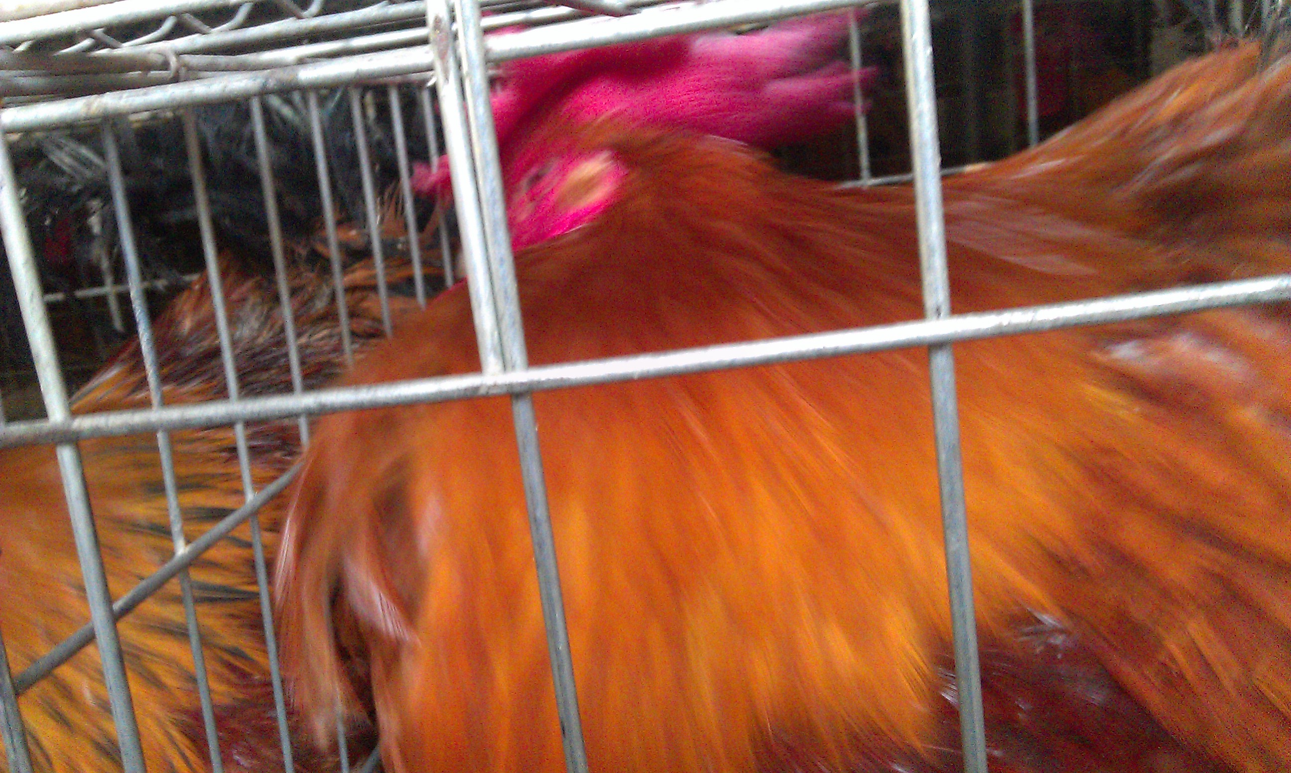 IMAG0346.jpg