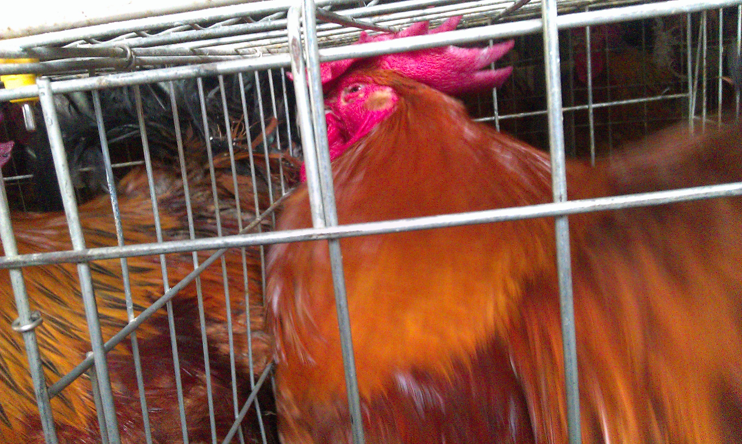 IMAG0347.jpg