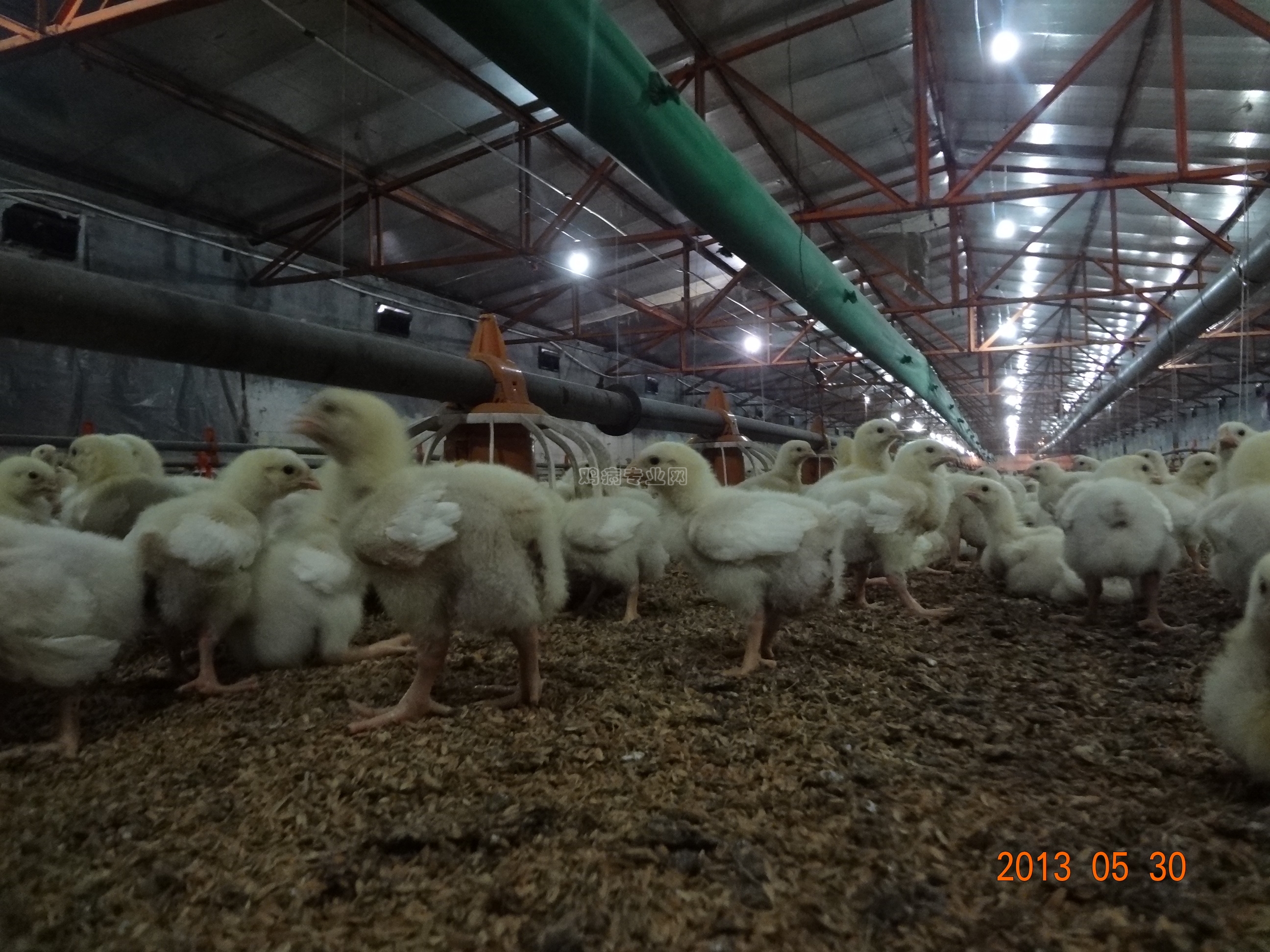 小层叠肉鸡笼 鸡舍养鸡用肉鸡笼 层叠式养鸡笼子-阿里巴巴