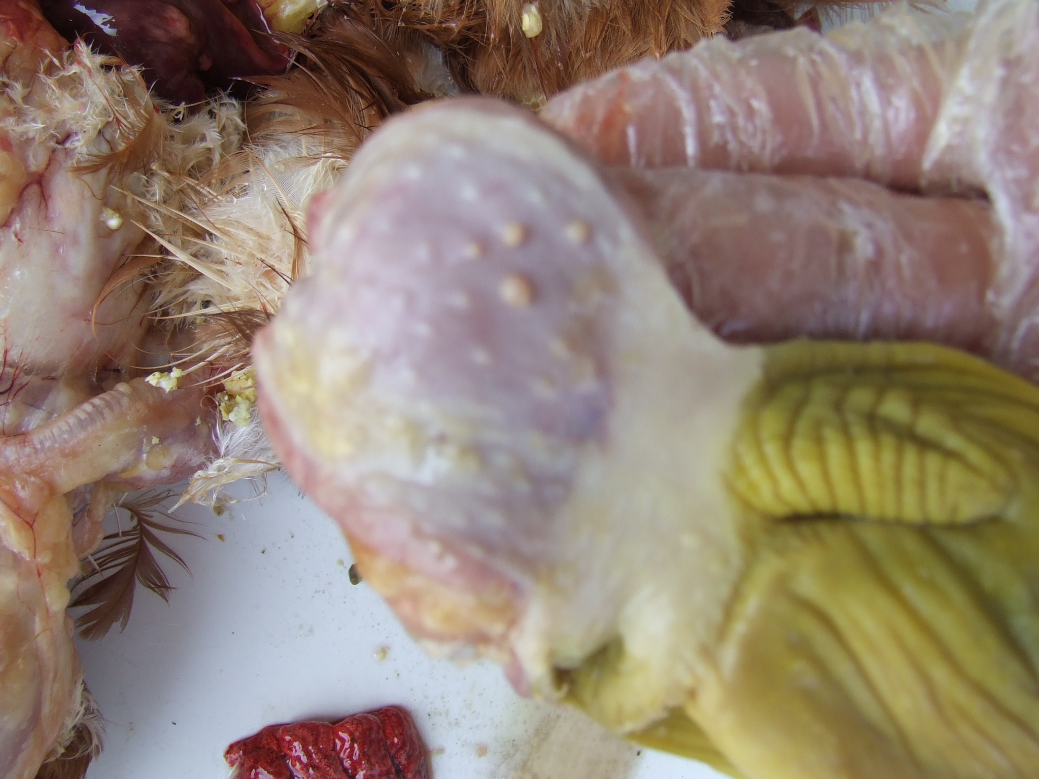 DSCF1597.JPG
