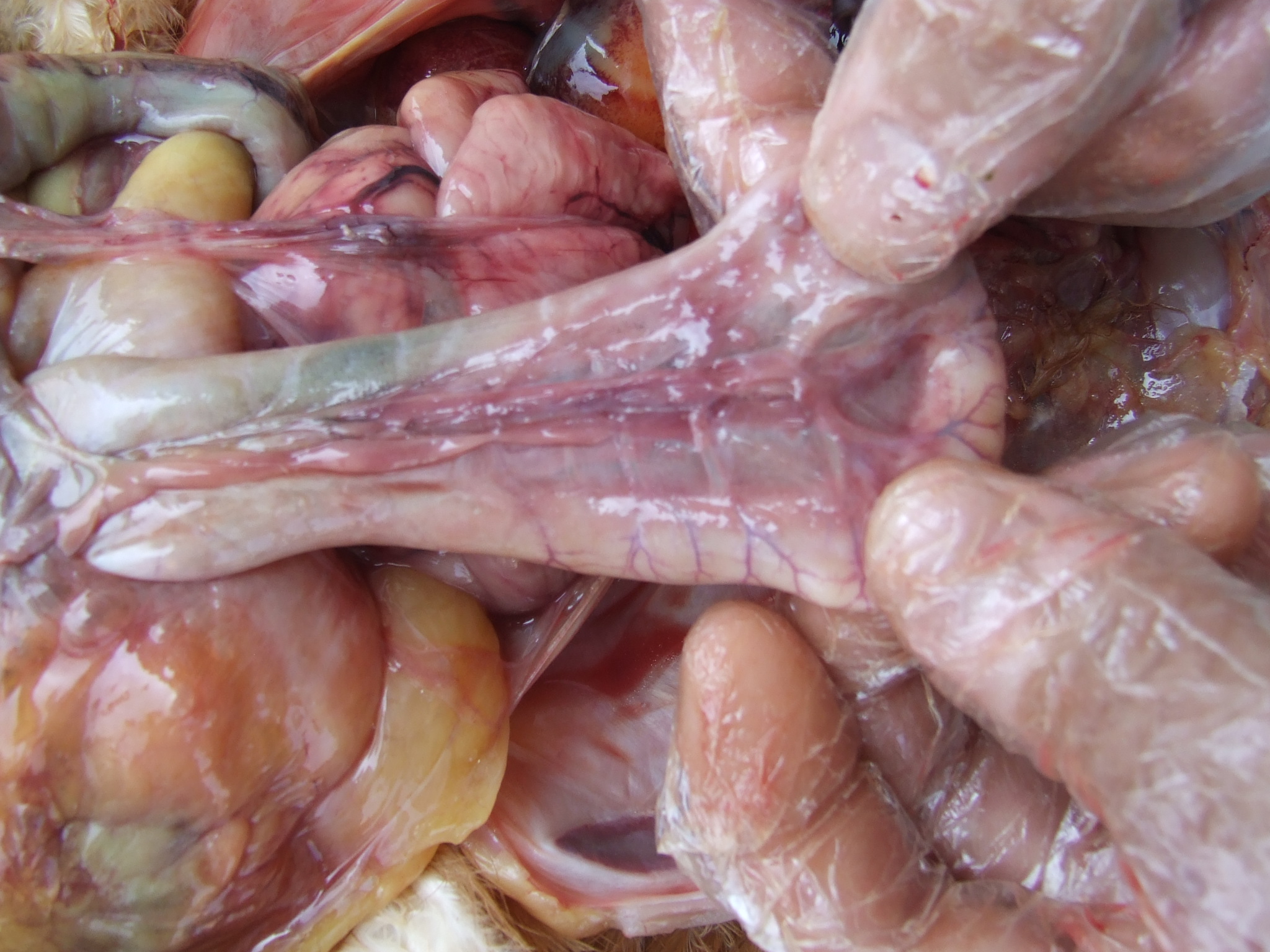 DSCF1596.JPG