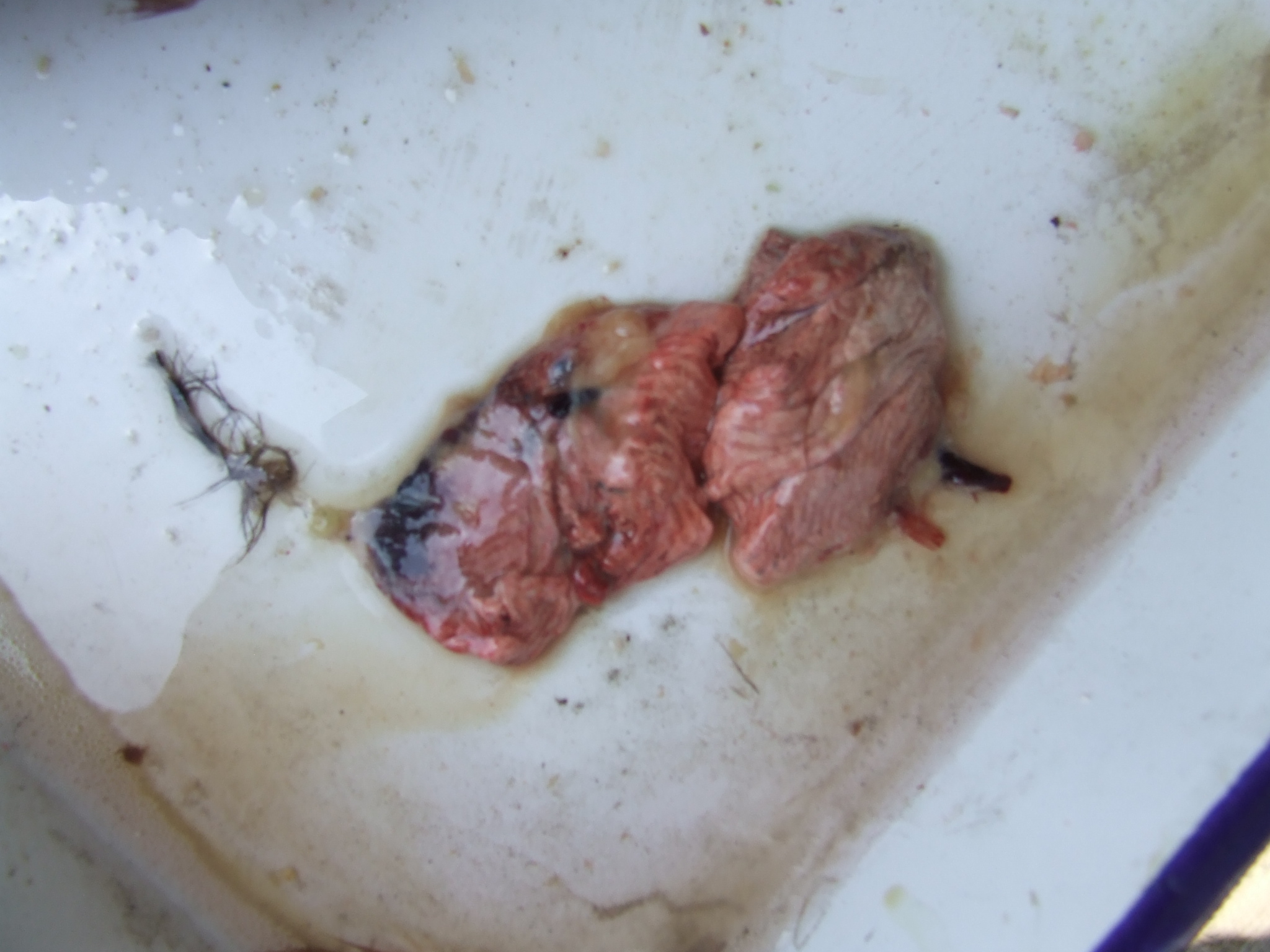 DSCF1590.JPG
