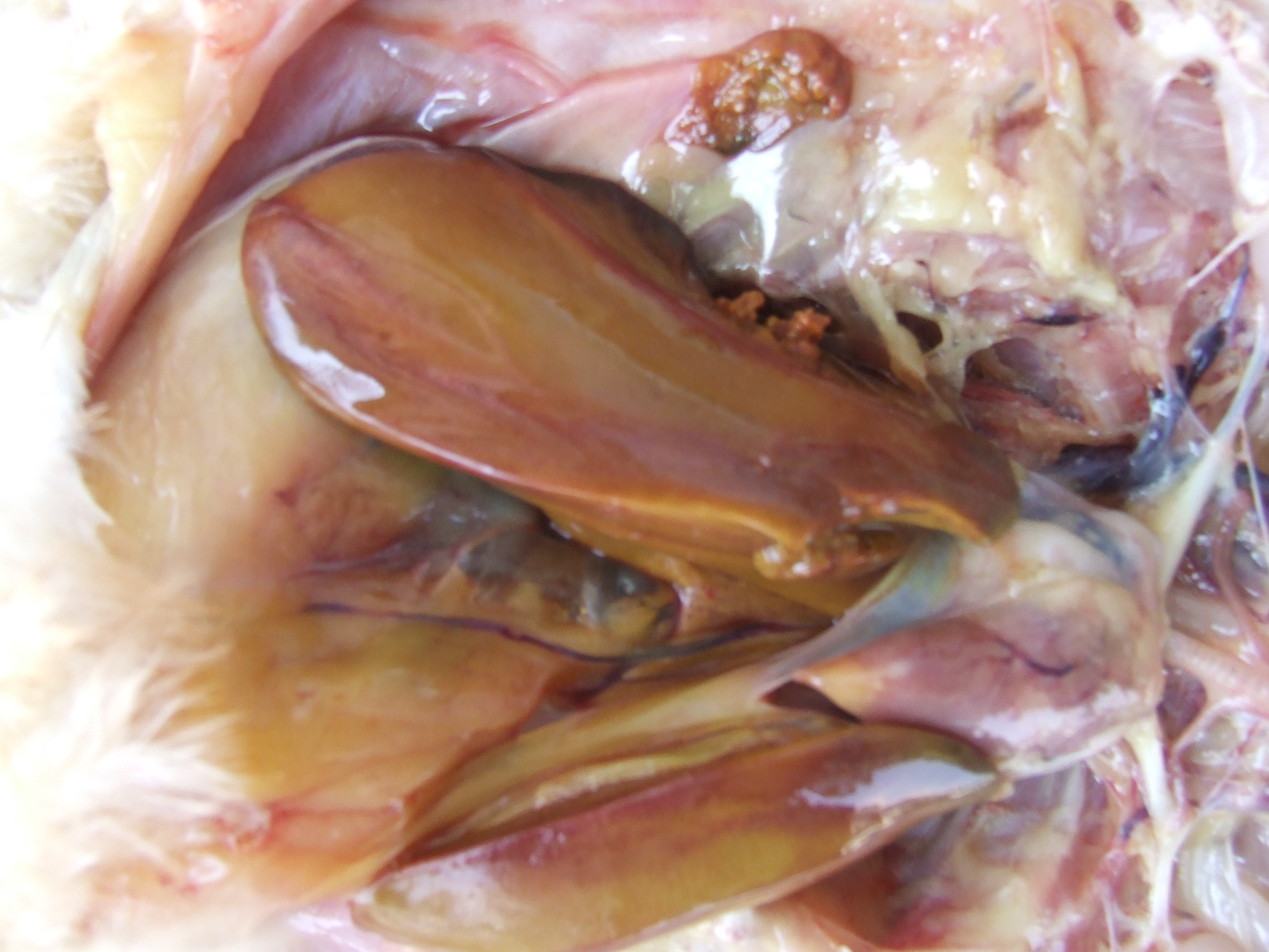 DSCF1584.JPG