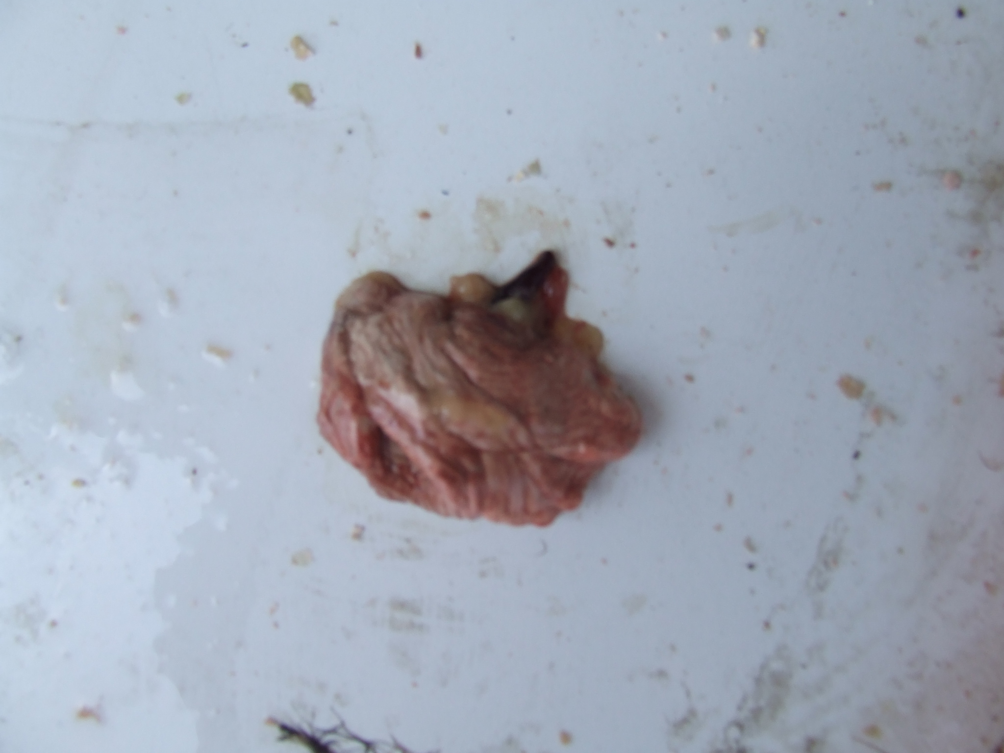 DSCF1585.JPG