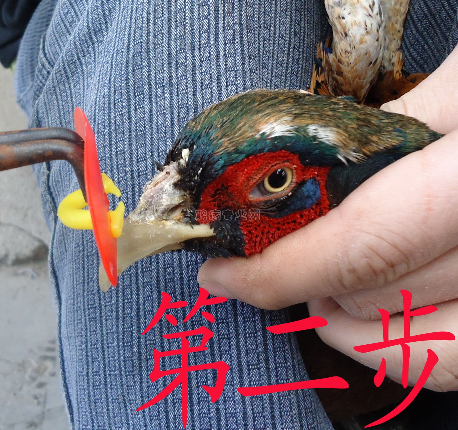 鸡眼镜怎么带不进去 - 养鸡设备\/鸡舍建设专题