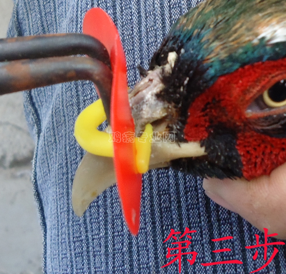 鸡眼镜怎么带不进去 - 养鸡设备\/鸡舍建设专题