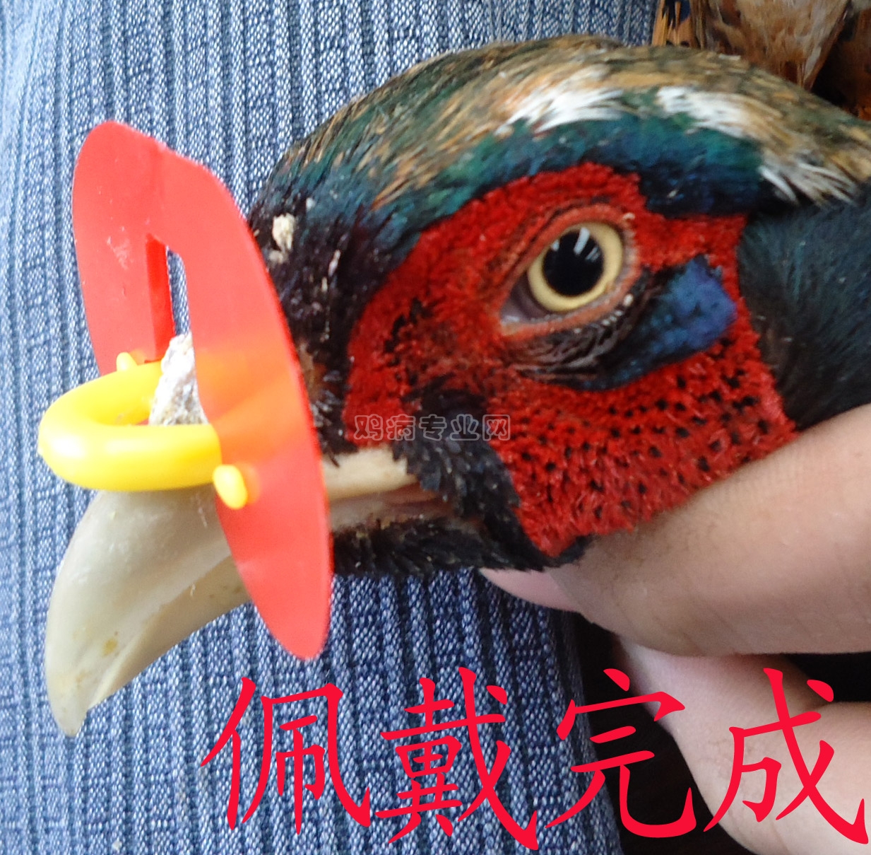 鸡眼镜怎么带不进去 - 养鸡设备\/鸡舍建设专题