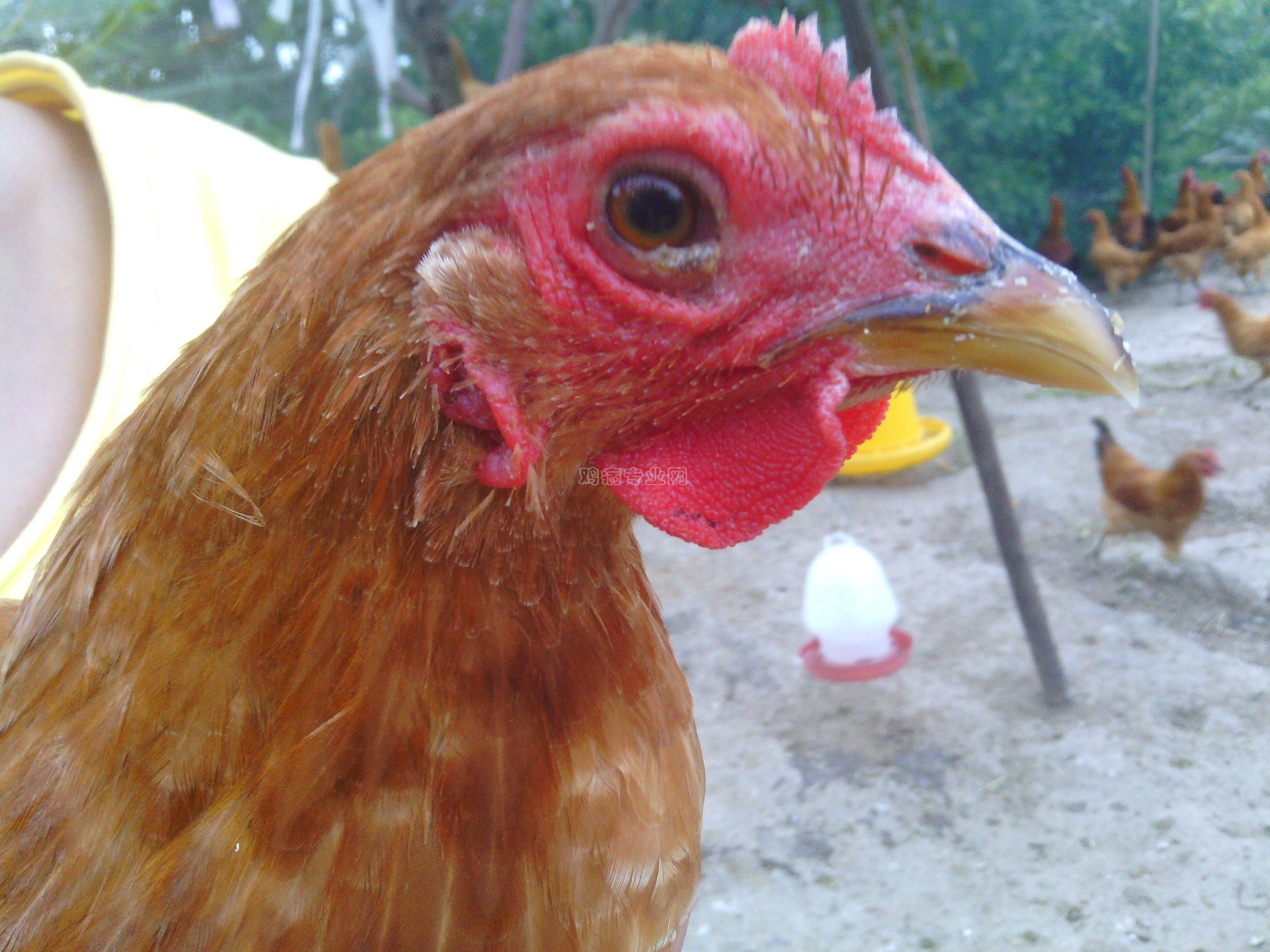 老师帮我看一下鸡的眼睛怎么了用了抗病毒药和氟苯尼绿霉素滴眼没好请