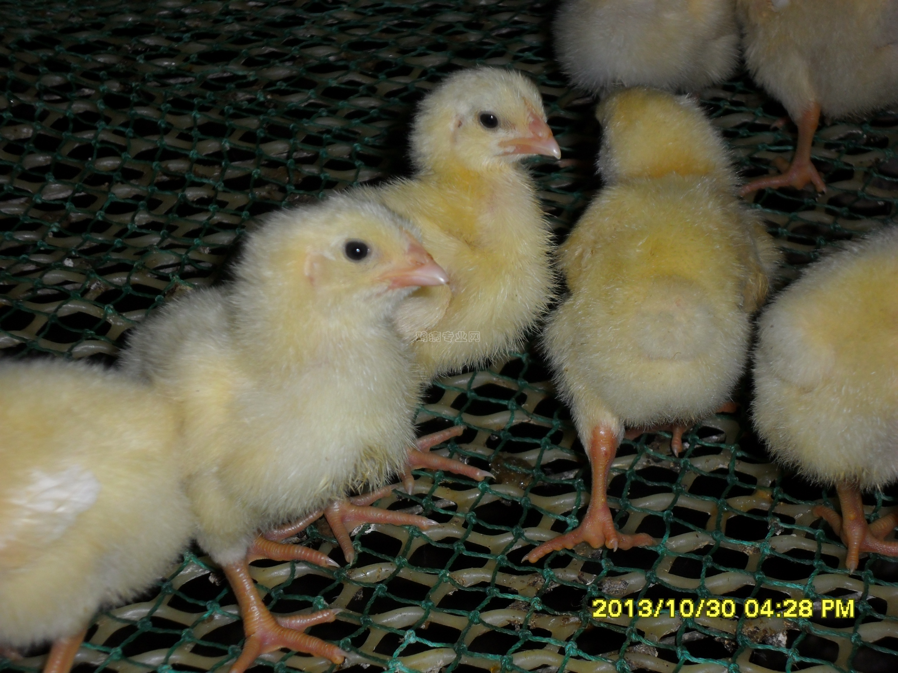 福财运《2013年最后一批  科宝 合同鸡 养殖日