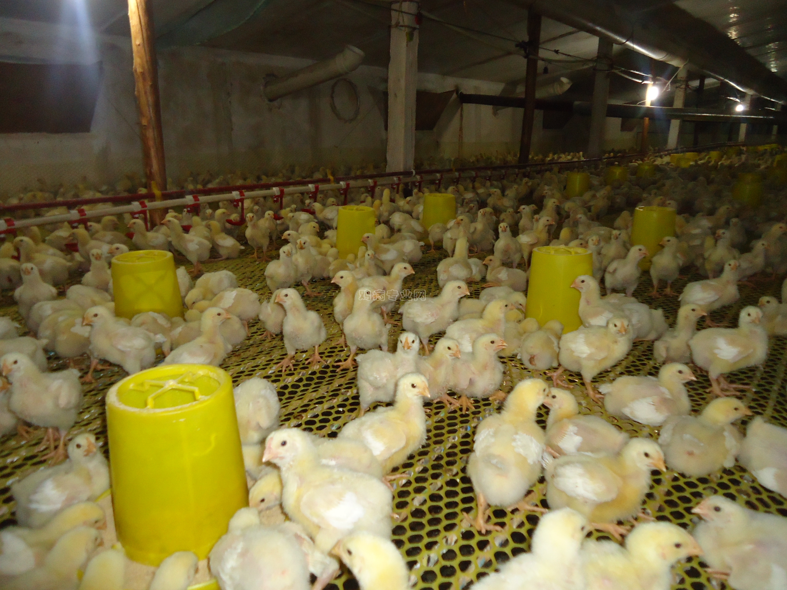 缘来善良2013年第六批肉鸡养殖日记