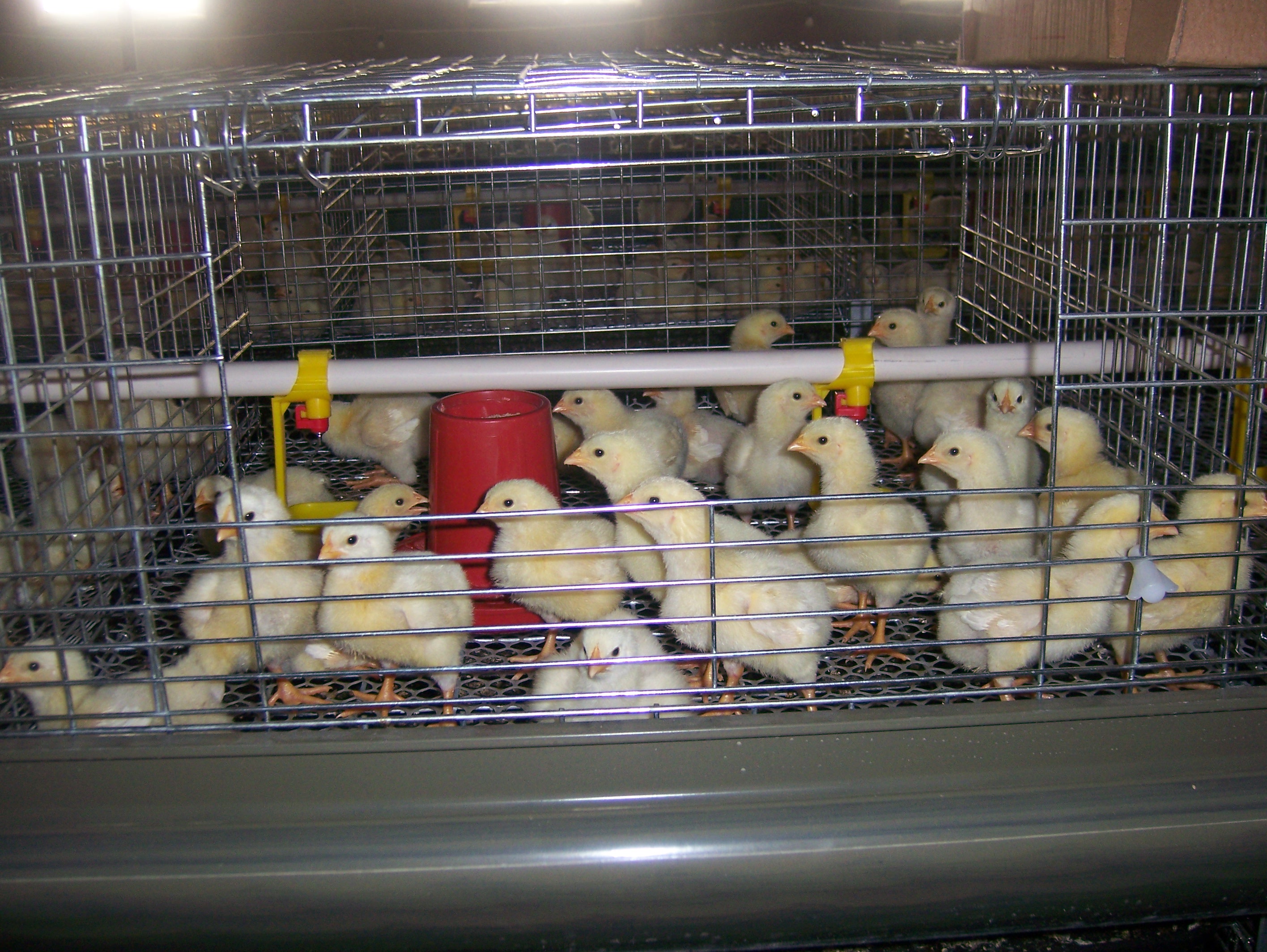2万只的笼养鸡棚