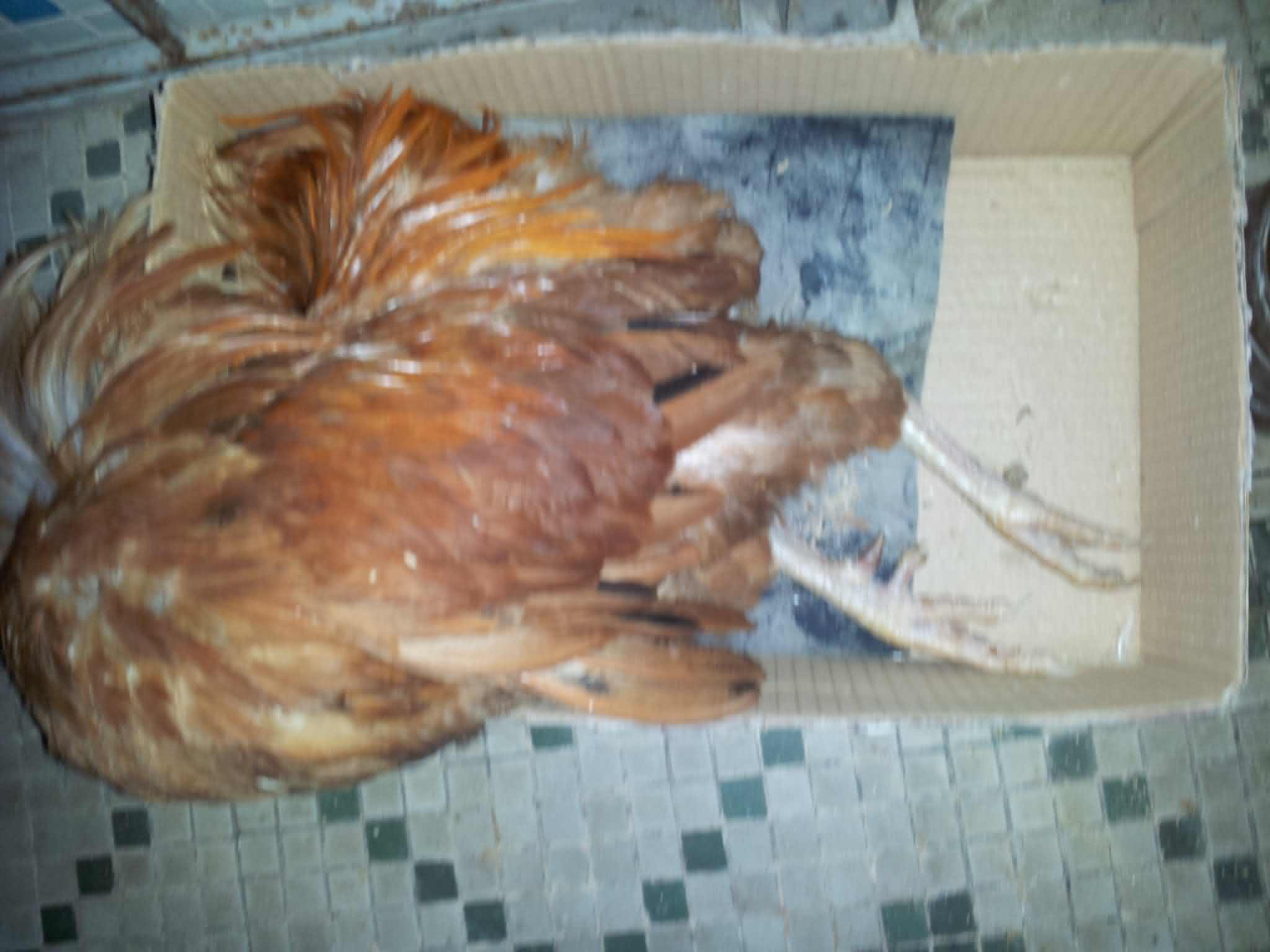 公鸡之死