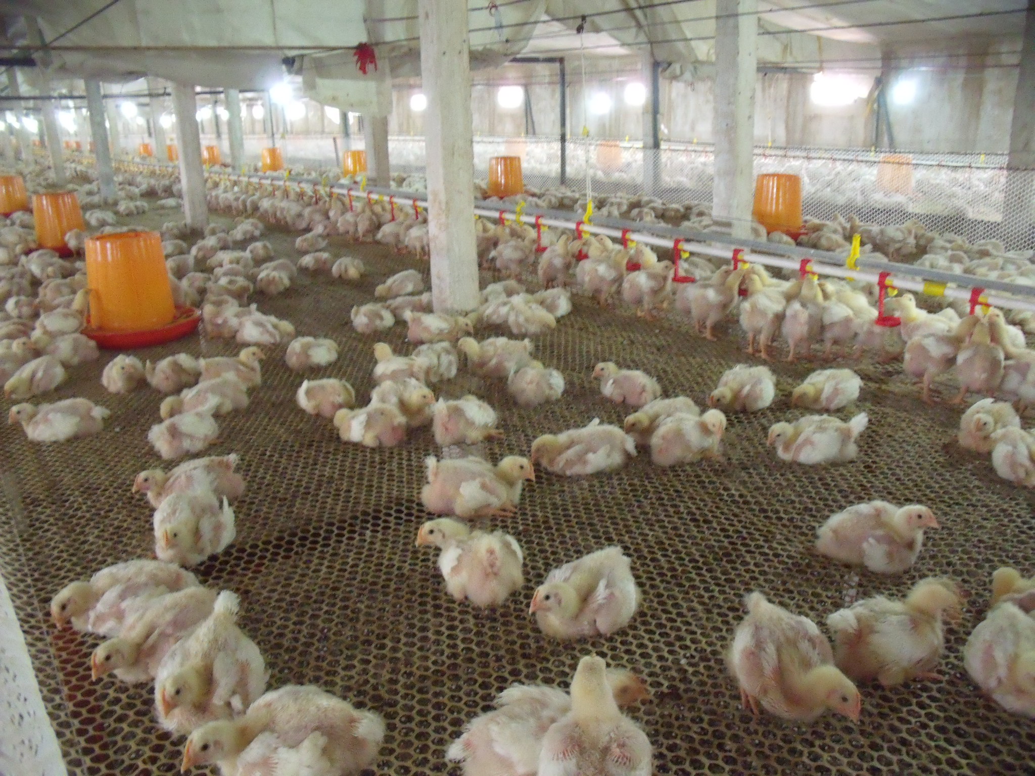 四川自贡大安第四代笼养式鸡棚建成投产 预计年出栏肉鸡26万羽以上__财经头条