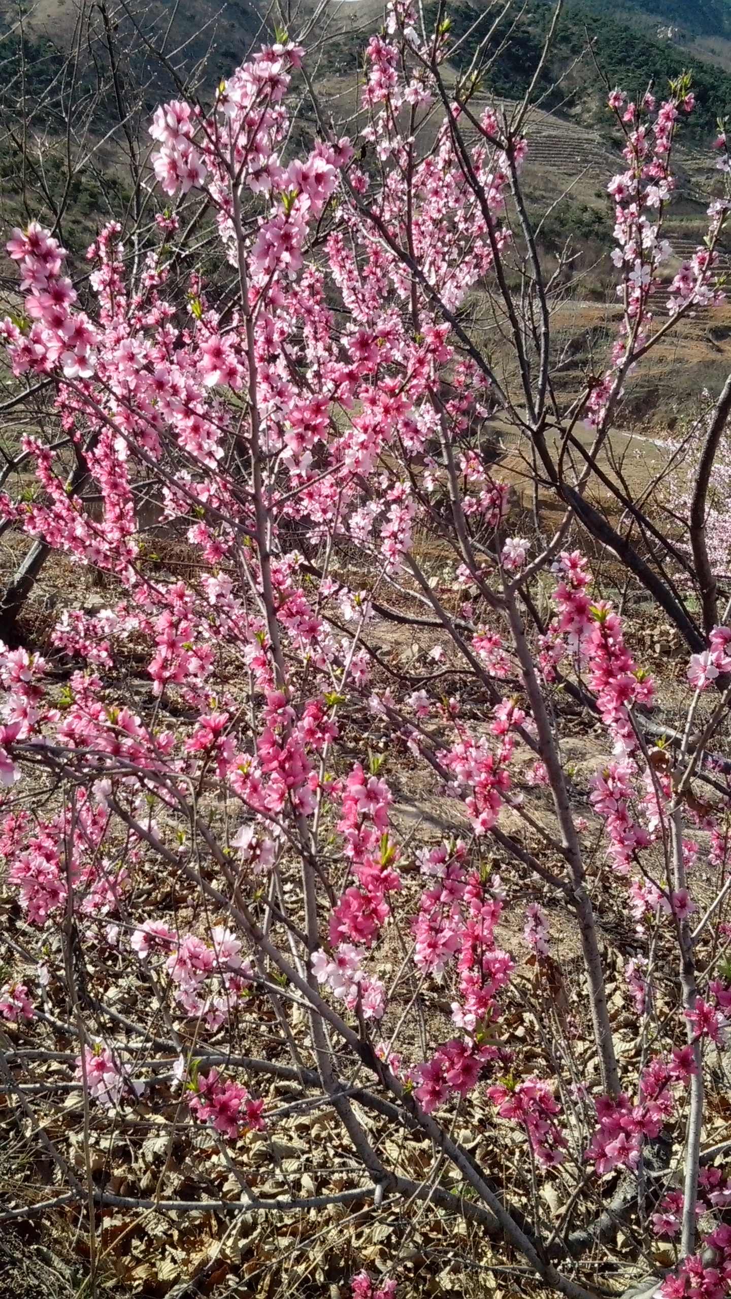 IMG_20140405_084738.jpg