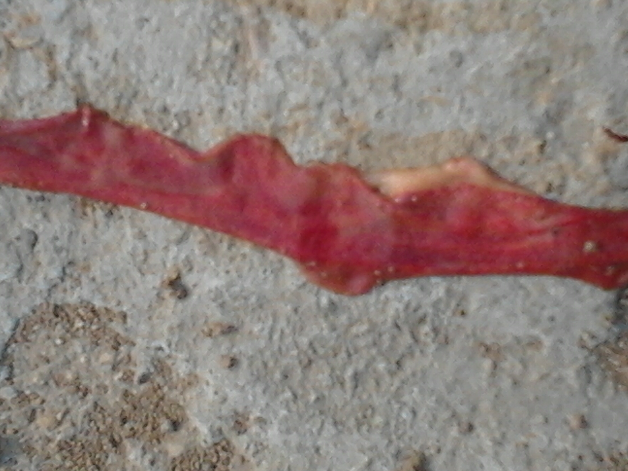 2014-04-24 08.16.23.jpg