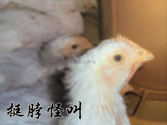 9GV4HCER@7NW~PW44VIVV73.jpg