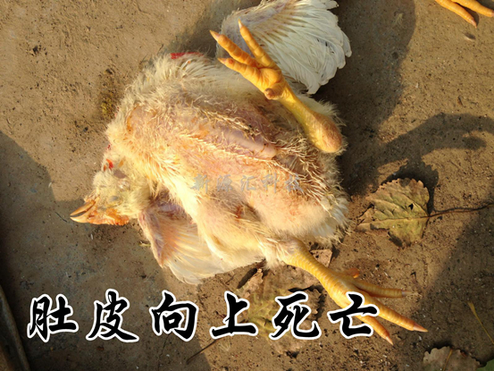 $ZJW83VP4N@O9@HA}}RNF92.jpg