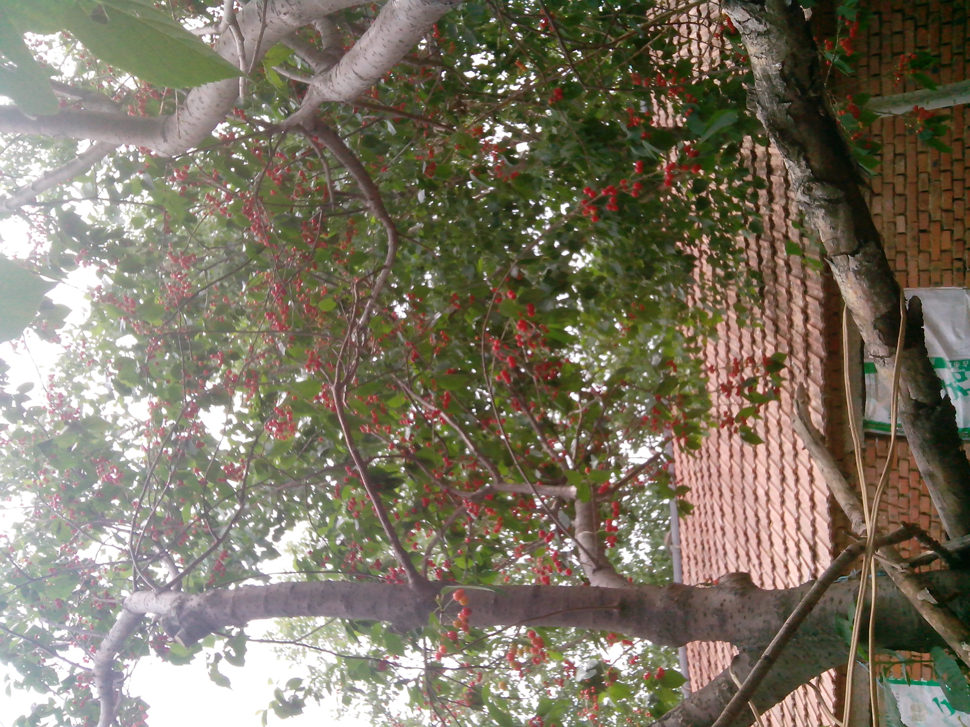 IMG_20140513_122147.jpg
