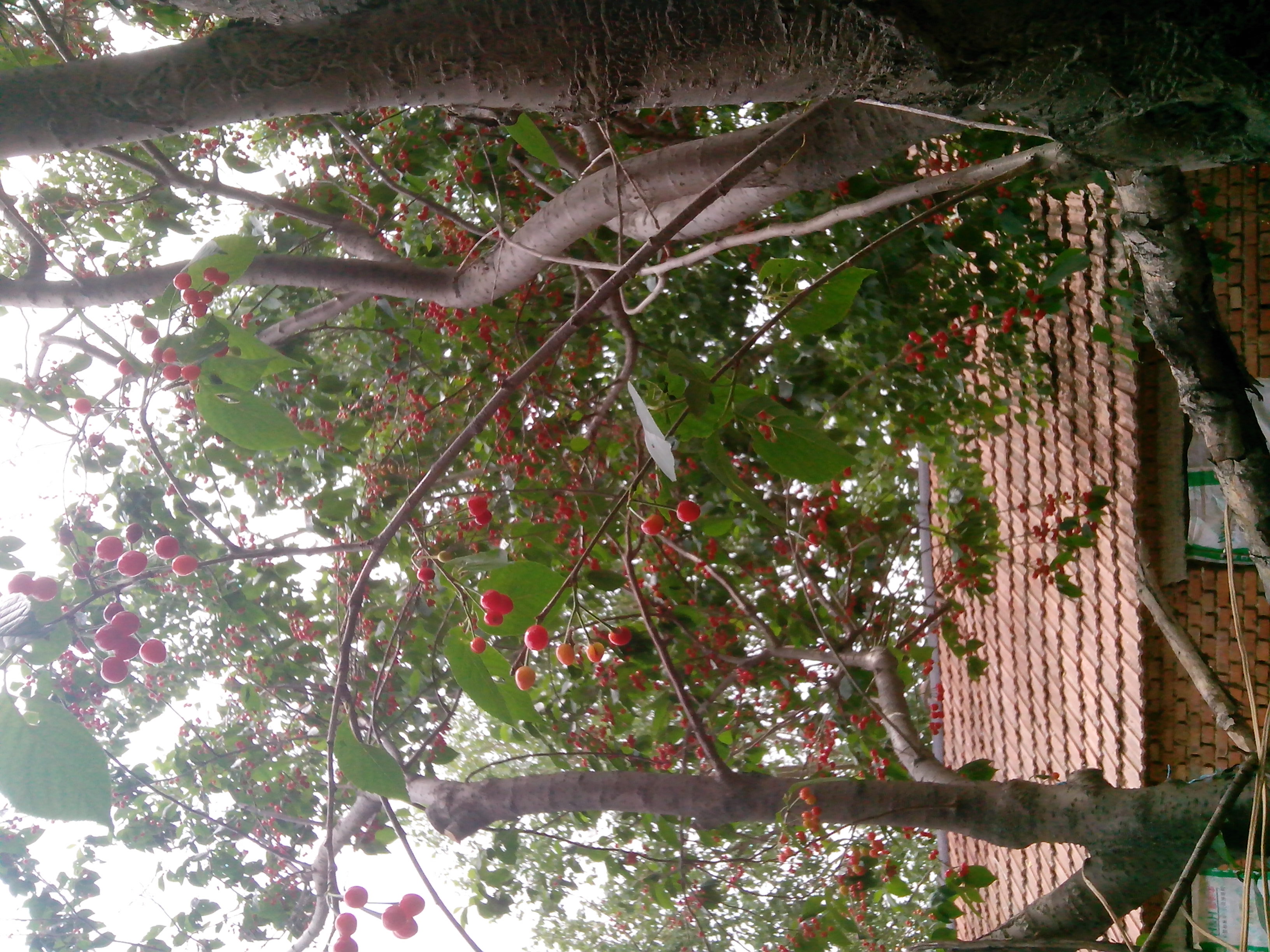 IMG_20140513_122120.jpg