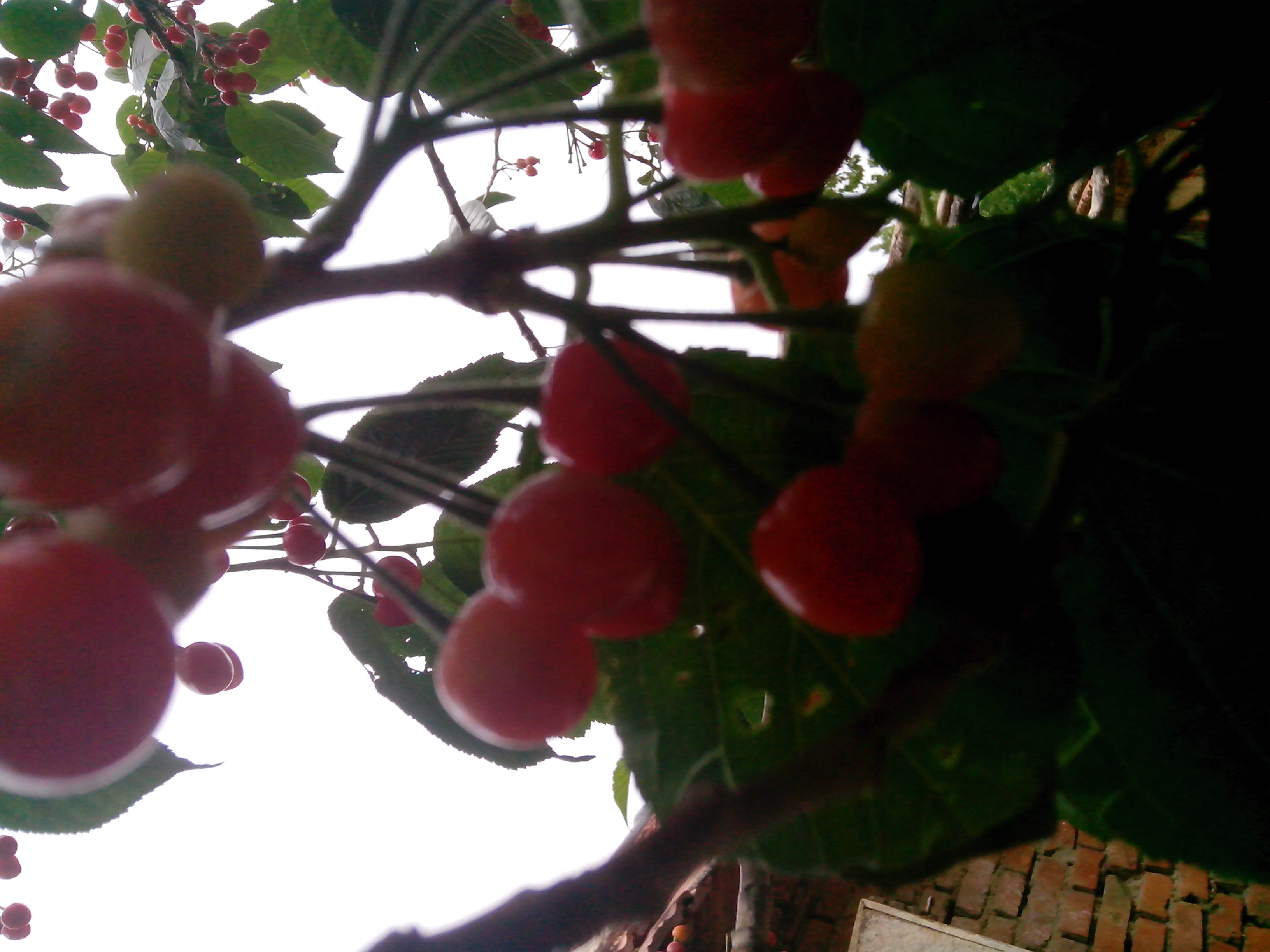 IMG_20140513_122048.jpg
