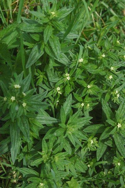 大紫草提取物西安博弈厂家直销量大从优女贞子黄连素葛根素鹿茸