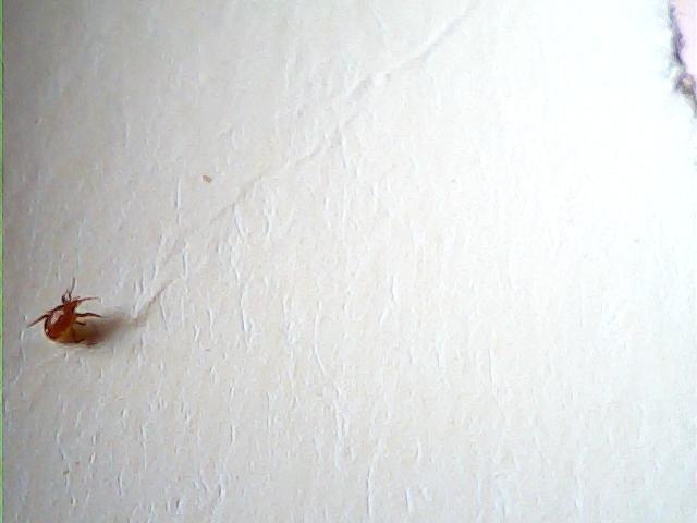 棕垫虱寄生虫