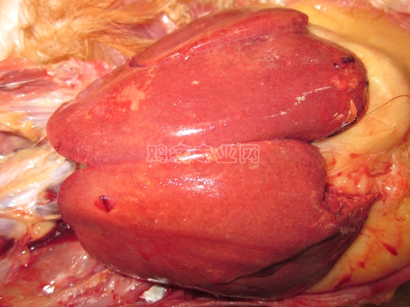 请教什么病可以导致鸡肝脏破裂出 .