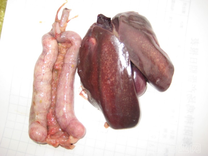 鸡白痢沙门氏菌引起的病理变化:肝和盲肠的病理变化