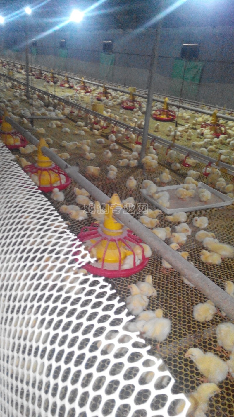 7.15鸡蛋价格早报|价格行情探讨 - 鸡病专业网论