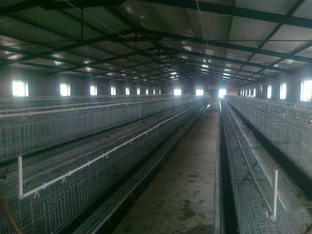 上传一张鸡舍内部图片