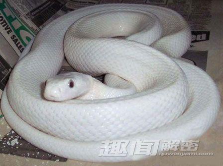 蛇也可如此漂亮