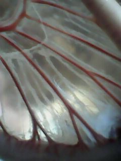 IMG0067A.jpg