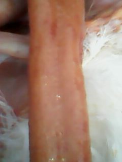 IMG0071A.jpg