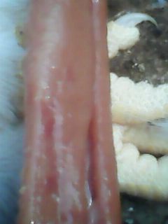 IMG0073A.jpg
