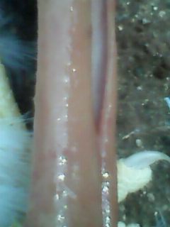 IMG0074A.jpg