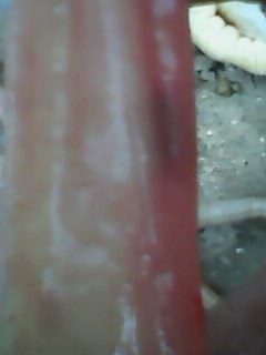 IMG0077A.jpg