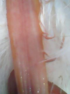 IMG0078A.jpg
