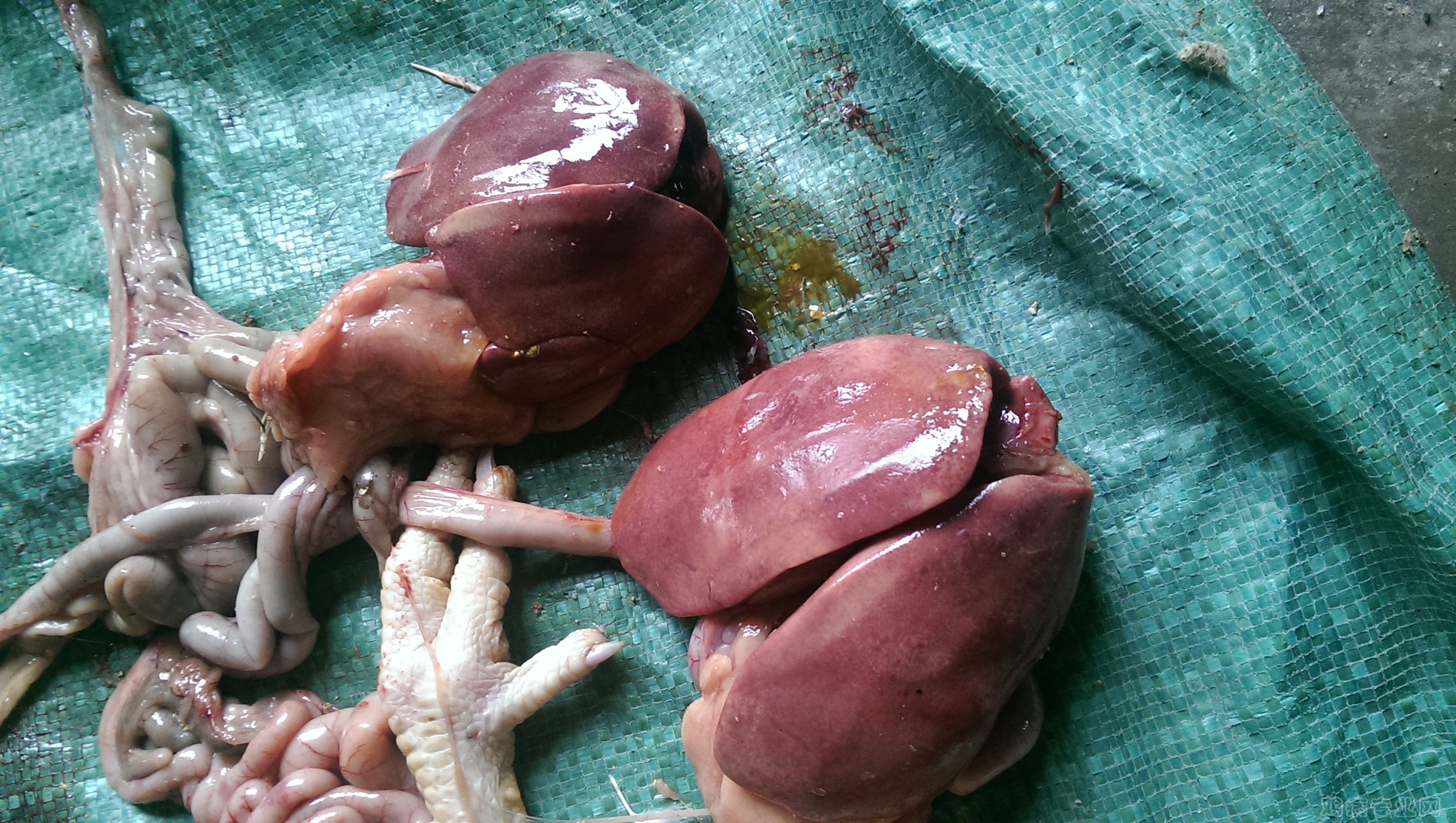 IMAG0013.jpg