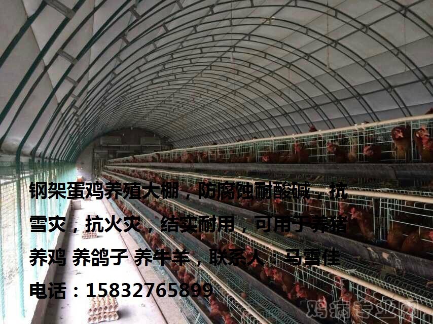 蛋鸡大棚  养猪 养鸡 养鸽子.jpg
