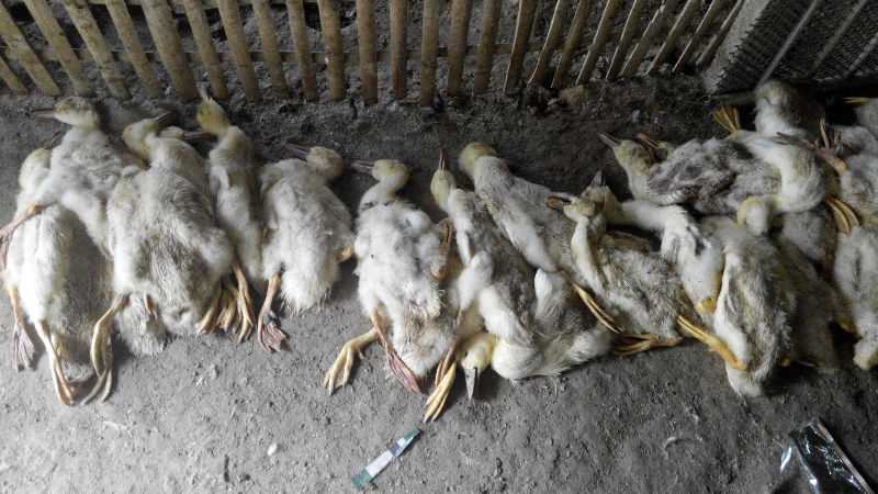 鸭感冒继发浆膜炎