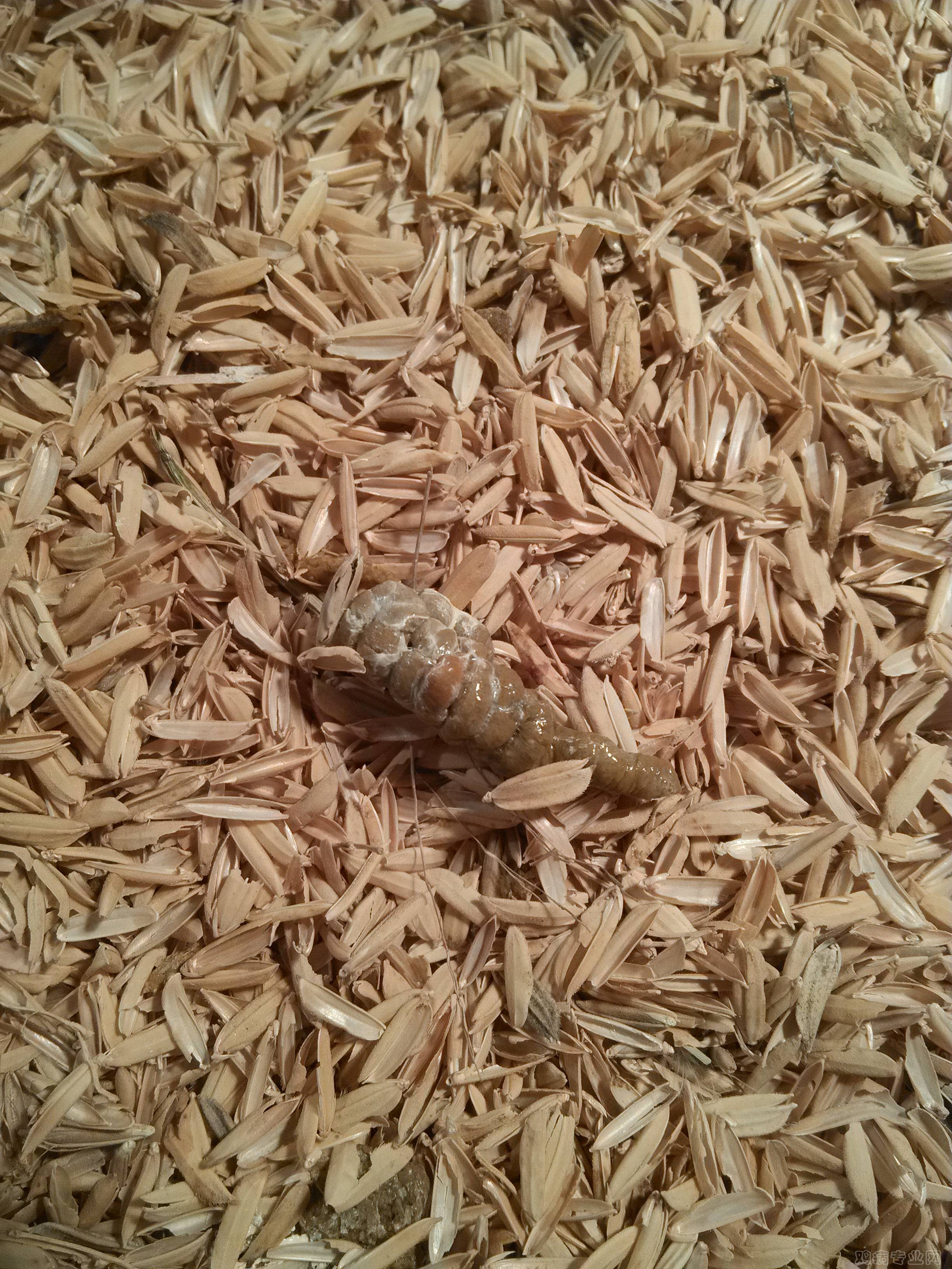 3 20日龄的小鸡粪便