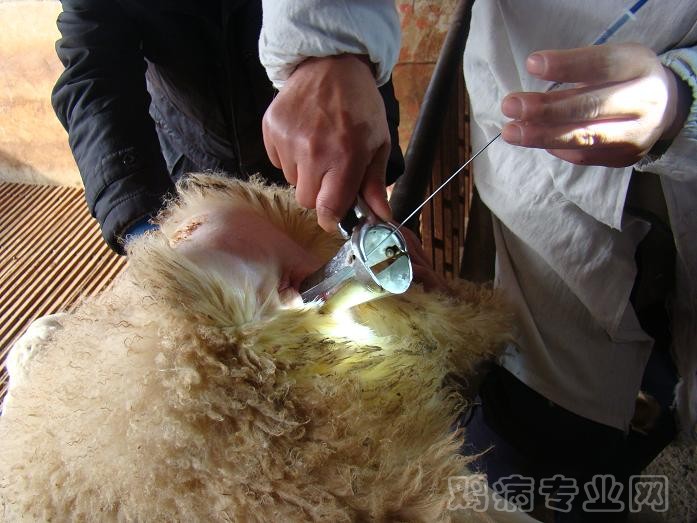 人工授精.JPG