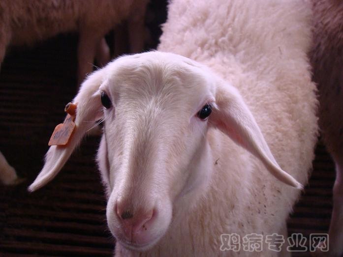 湖羊2.JPG