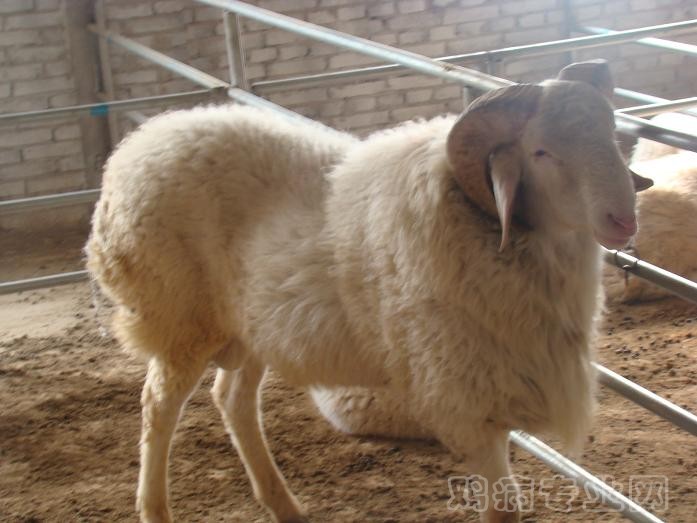 小尾寒羊.JPG